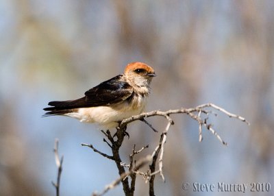 Fairy Martin (Hirundo ariel)