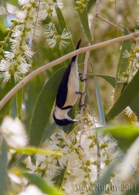 Banded Honeyeater (Cissomela pectoralis)