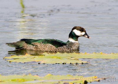 Green Pygmy Goose (Nettapus pulchellus)