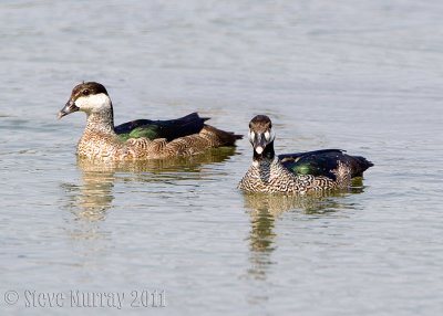 Green Pygmy Goose