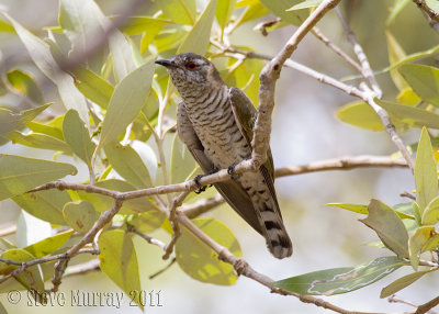 Little Bronze Cuckoo (Chrysococcyx minutillus)