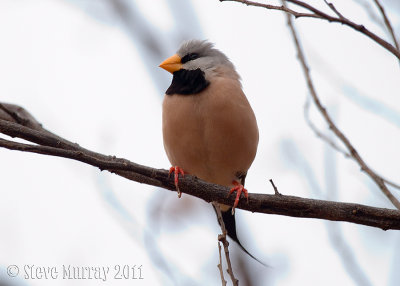 Long-tailed Finch (Poephila acuticauda)