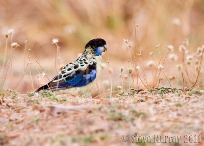 Northern Rosella (Platycercus venustus hilli)