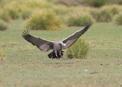 Cape Barren Goose (Cereopsis novaehollandiae)