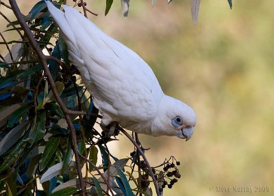 Little Corella (Cacatua sanguinea)