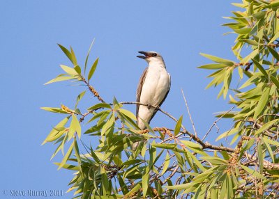 White-bellied Cuckooshrike (Coracina papuensis hypoleuca)
