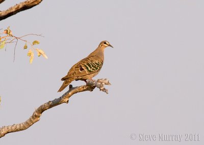 Common Bronzewing (Phaps chalcoptera)