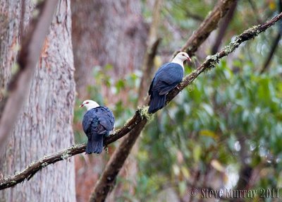 White-headed Pigeon (Columba leucomela)