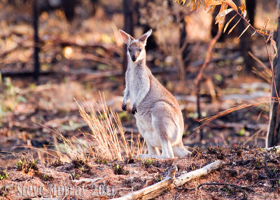 Whiptail Wallaby (Macropus parryi)