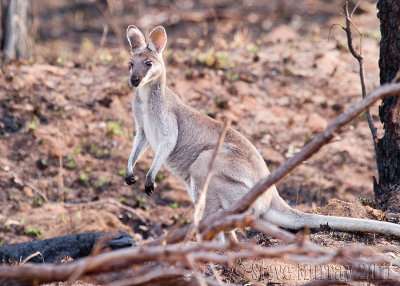 Whiptail Wallaby (Macropus parryi)