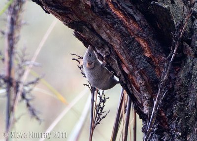 Dusky Antechinus (Antechinus swainsonii)