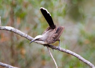 Grey-crowned Babbler (Pomatostomus temporalis)