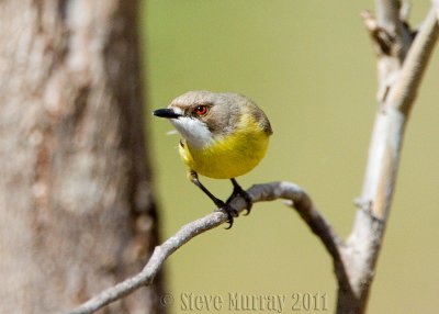 White -throated Gerygone (Gerygone olivacea)
