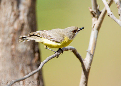 White -throated Gerygone (Gerygone olivacea)