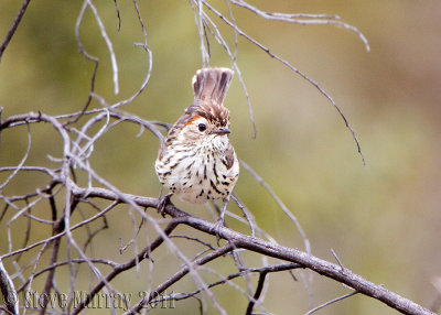 Speckled Warbler (Chthonicola sagittata)