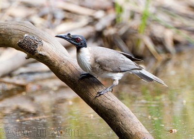 Noisy Friarbird (Philemon corniculatus)