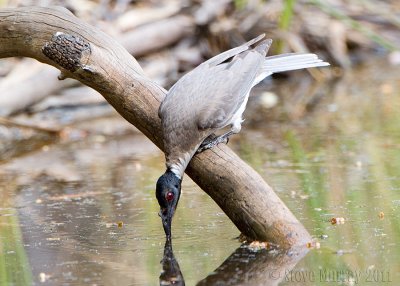 Noisy Friarbird (Philemon corniculatus)