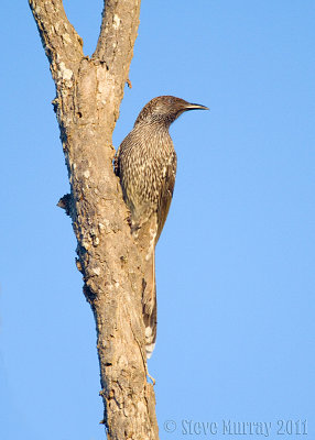 Little Wattlebird (Anthochaera chrysoptera)