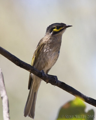 Yellow-faced Honeyeater (Calligavis chrysops)