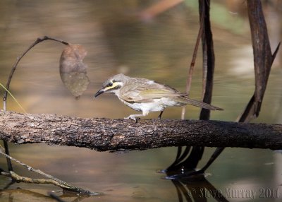 Yellow-faced Honeyeater (Calligavis chrysops)