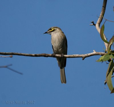 Yellow-faced Honeyeater (Calligavis chrysops)