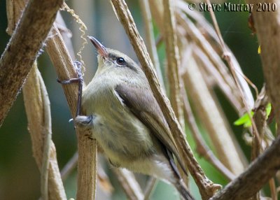 Norfolk Gerygone