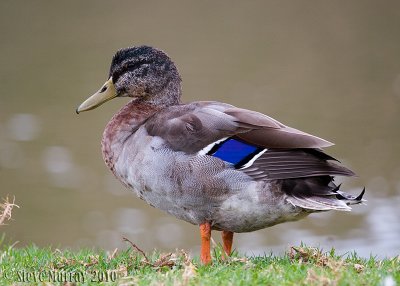 Mallard (Anas platyrhynchos)