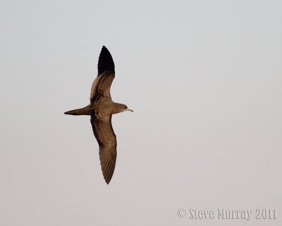 Wedge-tailed Shearwater (Ardenna pacificus)