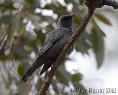 Common Cicadabird (Coracina tenuirostris)