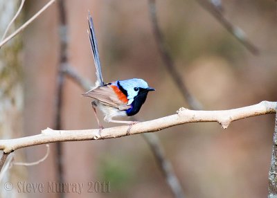 Variegated Fairywren (Malurus lamberti)