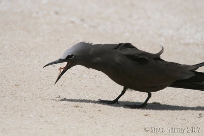 Brown Noddy (Anous stolidus)