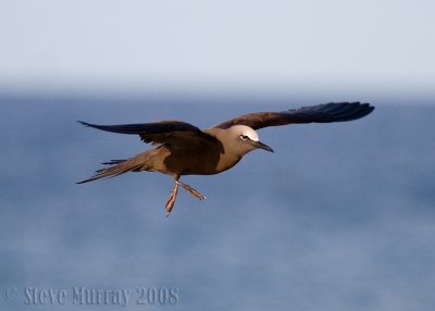 Brown Noddy (Anous stolidus)