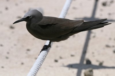 Brown Noddy (Anous stolidus)