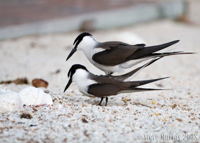 Bridled Tern (Onychoprion anaethetus)