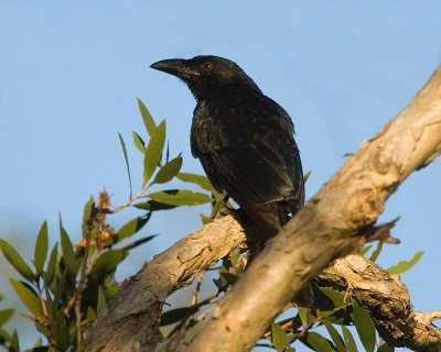 Spangled Drongo (Dicrurus bracteatus)