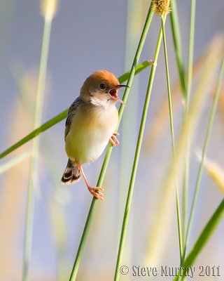Golden-headed Cisticola (Cisticola exilis)