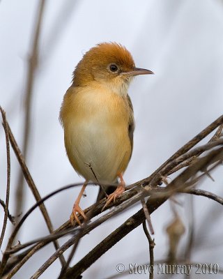 Golden-headed Cisticola (Cisticola exilis)