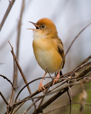 Golden-headed Cisticola (Cisticola exilis)