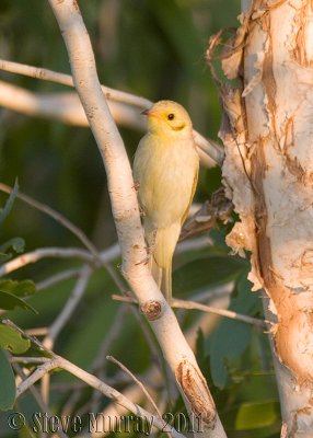 Yellow-tinted Honeyeater