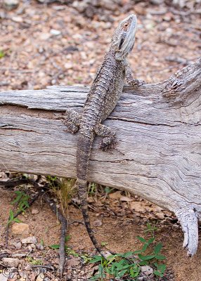 Eastern Bearded Dragon (Pogona barbata)