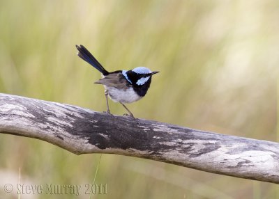 Superb Fairywren (Malurus cyaneus cyanochlamys)