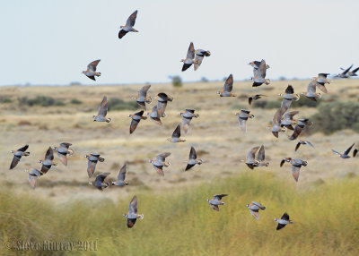 Flock Bronzewing (Phaps histrionica)