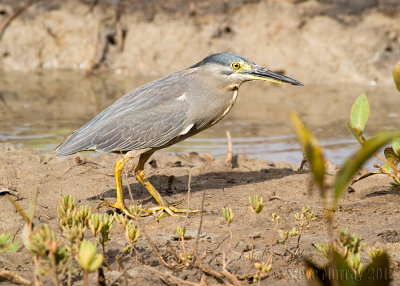 Striated Heron (Butorides striatus macrorhyncha)