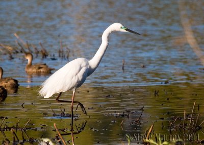  Great Egret (Ardea alba modesta)