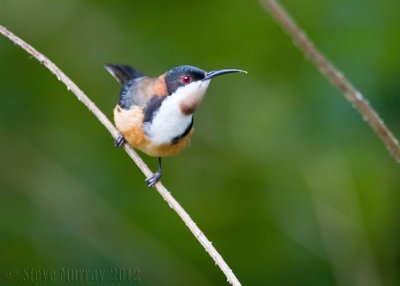 Eastern Spinebill (Acathorhynchus tenuirostris)