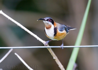 Eastern Spinebill (Acathorhynchus tenuirostris)