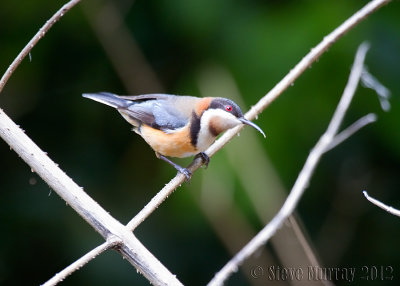Eastern Spinebill (Acathorhynchus tenuirostris)