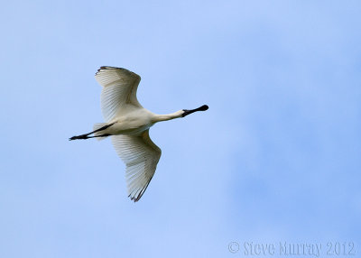 Royal Spoonbill (Platelea regia)