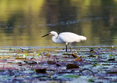 Little Egret (Egretta garzetta nigripes)