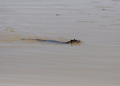 Golden-bellied Water Rat (Hydromys chrysogaster)